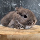 ネザーランドドワーフ