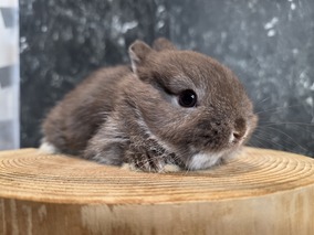 ネザーランドドワーフ